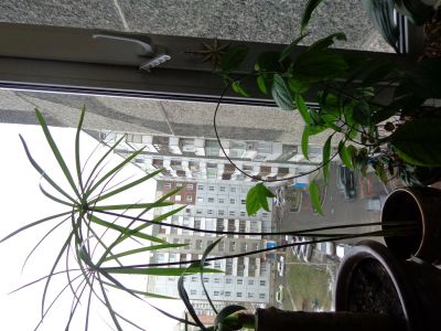 Лот: 3407783. Фото: 1. циперус с мощной корневой системой... Горшечные растения и комнатные цветы