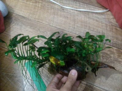 Лот: 8241312. Фото: 1. Анубиас пресноводное растение. Водные растения