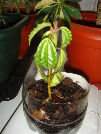 Лот: 983248. Фото: 1. Крошке Пилея Кадье требуется забота... Горшечные растения и комнатные цветы