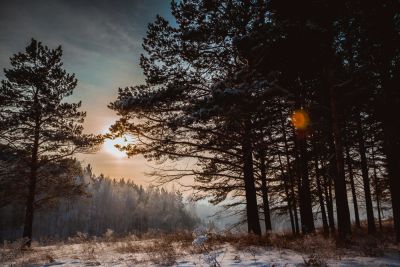 Лот: 5321363. Фото: 1. Участки Сосновый бор. Поселок... Земельные участки