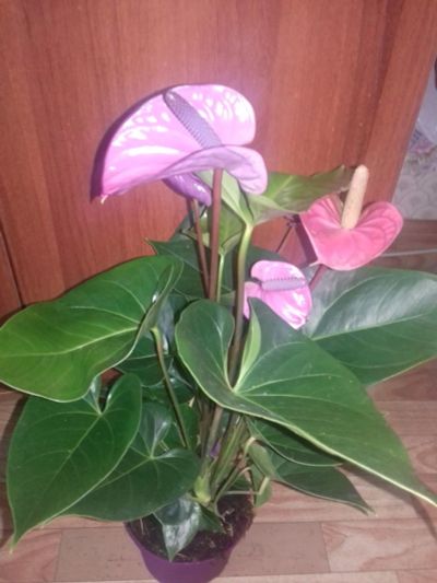 Лот: 3781036. Фото: 1. антуриум Ковалли. Горшечные растения и комнатные цветы