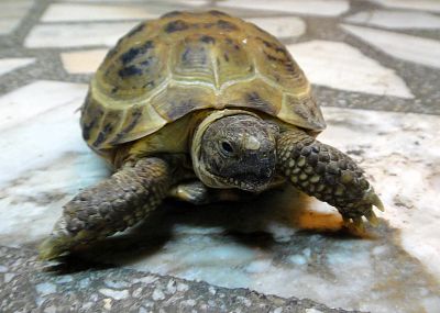 Лот: 4227249. Фото: 1. Черепашка среднеазиатская - неприхотливый... Остальные животные