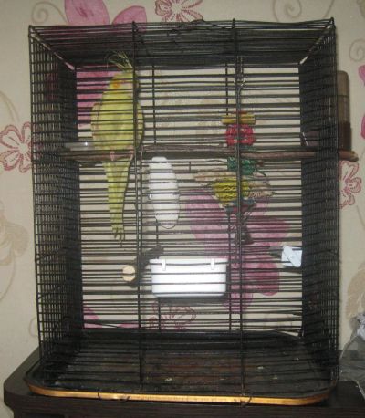 Лот: 4989630. Фото: 1. Корелла с рубля. Птицы