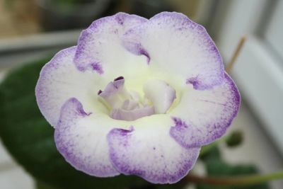 Лот: 4242611. Фото: 1. Глоксиния белая с голубой каймой... Горшечные растения и комнатные цветы