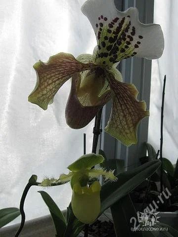 Лот: 1912187. Фото: 1. Орхидея пафиопедилум. Горшечные растения и комнатные цветы