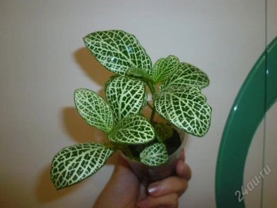 Лот: 1359160. Фото: 1. фиттония *. Горшечные растения и комнатные цветы