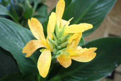 Лот: 5837351. Фото: 1. Канна желтая в крапинку. Горшечные растения и комнатные цветы
