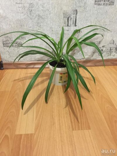 Лот: 8654226. Фото: 1. Хлорофитум, 2 года. Горшечные растения и комнатные цветы