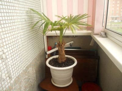 Лот: 1284755. Фото: 1. пальма трахикарпус. Горшечные растения и комнатные цветы