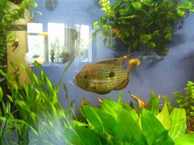 Лот: 1989700. Фото: 1. Бирюзовая акара самец. Рыбки