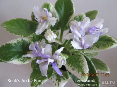 Лот: 13605148. Фото: 1. Senk's Arctic Fox ,полуминиатюрный... Горшечные растения и комнатные цветы