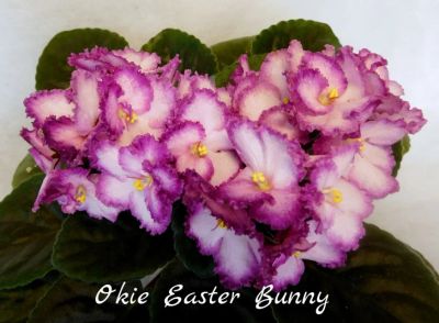 Лот: 5209635. Фото: 1. Фиалка сортовая Okie Easter Bunny-... Горшечные растения и комнатные цветы