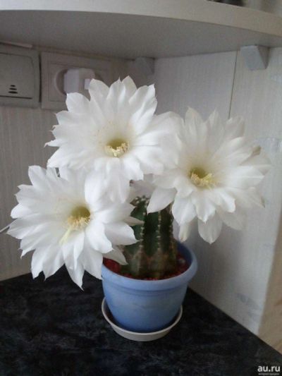 Лот: 17882560. Фото: 1. Кактус эхинопсис - детка. Горшечные растения и комнатные цветы