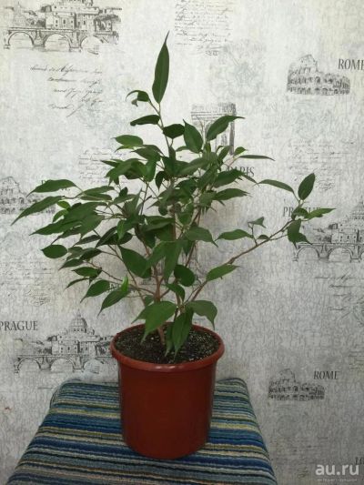 Лот: 8678594. Фото: 1. Фикус бенджамина, 2 года. Горшечные растения и комнатные цветы