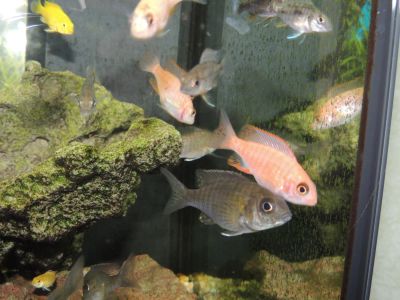 Лот: 8232664. Фото: 1. Аулонокара Блю Неон Хай Риф (самочки... Рыбки