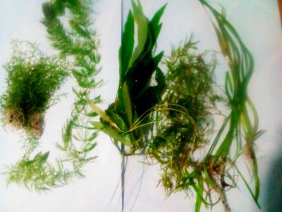 Лот: 5067899. Фото: 1. Набор растений + бонус. Водные растения