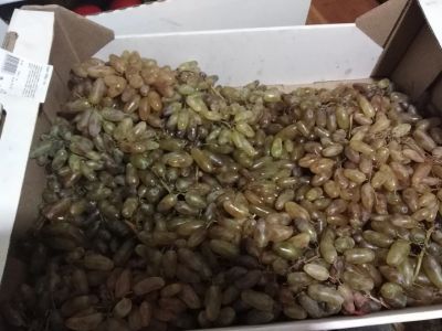 Лот: 14967351. Фото: 1. №9 виноград. Овощи, фрукты, зелень