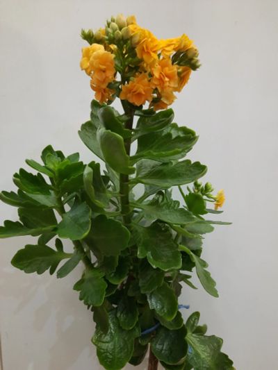 Лот: 14370439. Фото: 1. Каланхое желтый. Горшечные растения и комнатные цветы