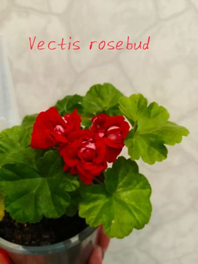Лот: 21781790. Фото: 1. Пеларгония Vectis Rosebud. Горшечные растения и комнатные цветы