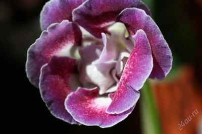 Лот: 2882562. Фото: 1. Глоксиния 24 (цветет). Горшечные растения и комнатные цветы