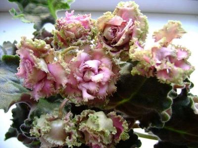 Лот: 5659508. Фото: 1. Фиалка Island Rosе - детка. Горшечные растения и комнатные цветы