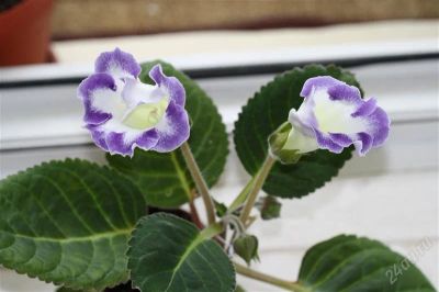 Лот: 2897942. Фото: 1. Глоксиния 44 (цветущее растение... Горшечные растения и комнатные цветы