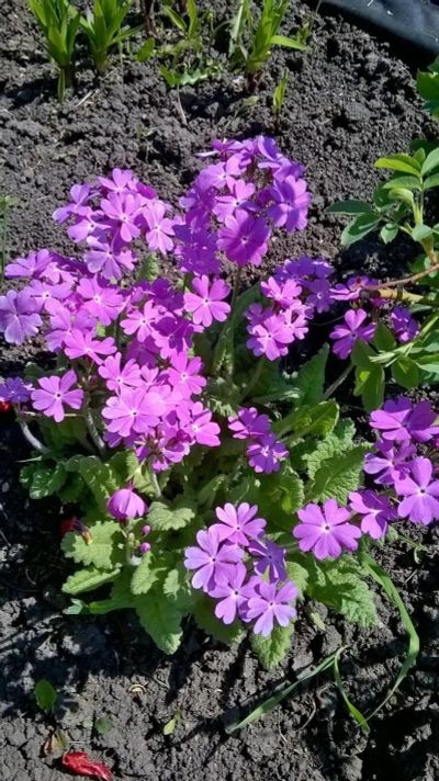 Лот: 9541729. Фото: 1. Примула кортузовидная многолетник. Садовые цветы