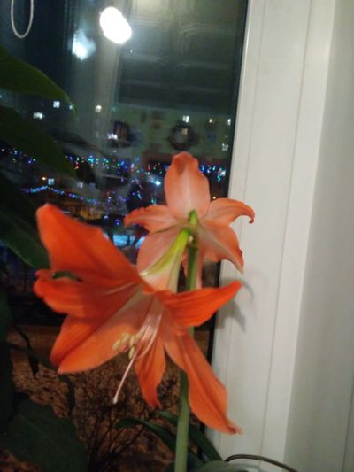 Лот: 25885175. Фото: 1. Гиппеаструм. Горшечные растения и комнатные цветы