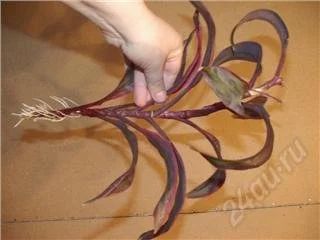 Лот: 61242. Фото: 1. Кордилина, есть 2 штуки. Красноярск