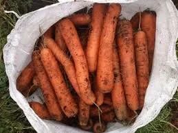 Лот: 12652076. Фото: 1. морковь дачная. Овощи, фрукты, зелень