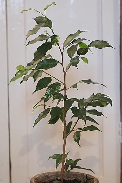 Лот: 3463827. Фото: 1. Фикус пестролистный Eldorado. Горшечные растения и комнатные цветы