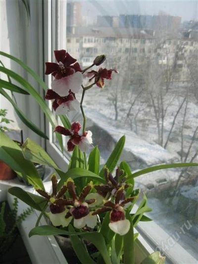 Лот: 1979181. Фото: 1. Орхидея Камбрия. Горшечные растения и комнатные цветы