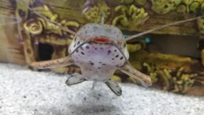 Лот: 13215882. Фото: 1. Взрослые половозрелые Сомы Таракатумы... Рыбки