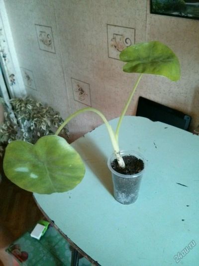 Лот: 5856785. Фото: 1. Алоказия 40 руб.!. Горшечные растения и комнатные цветы