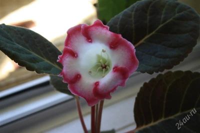 Лот: 2861902. Фото: 1. Глоксиния 7 (цветет). Горшечные растения и комнатные цветы