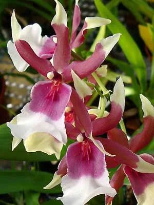 Лот: 5268062. Фото: 1. орхидея Беаллара Евростар(Beallara... Горшечные растения и комнатные цветы
