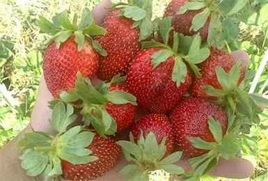 Лот: 7550975. Фото: 1. Саженцы клубника "Ананасная". Другое (семена, рассада, садовые растения)