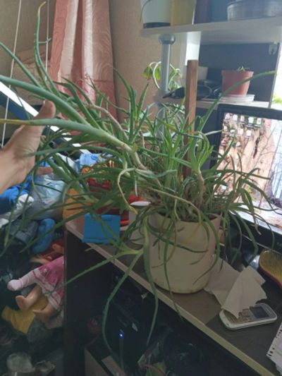 Лот: 25885783. Фото: 1. Алоэ растение лекарственное больше... Горшечные растения и комнатные цветы