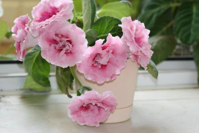 Лот: 4472841. Фото: 1. Глоксиния розовая махровая (с... Горшечные растения и комнатные цветы