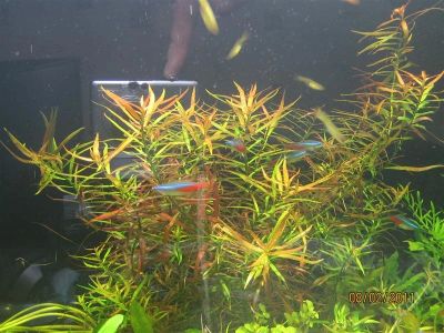 Лот: 761975. Фото: 1. людвигия аркуата. Водные растения