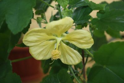 Лот: 4281093. Фото: 1. Абутилон Бэлла желтый 3. Горшечные растения и комнатные цветы