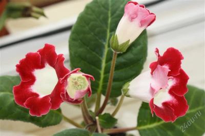 Лот: 2900649. Фото: 1. Глоксиния 48 (цветущее растение... Горшечные растения и комнатные цветы