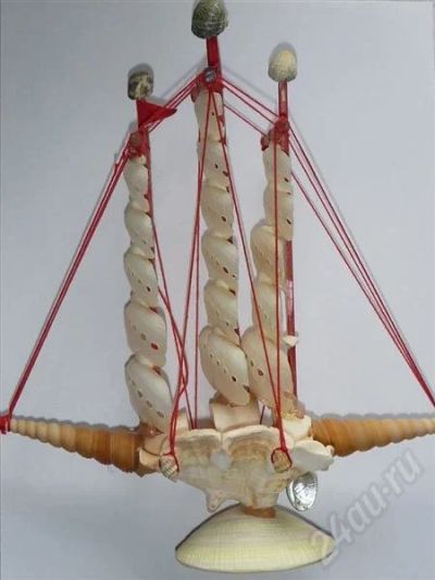 Лот: 538501. Фото: 1. Парусник средний. Ракушки, раковины... Другое (сувениры, подарки)