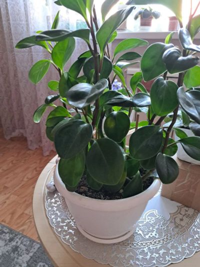 Лот: 25896343. Фото: 1. Пеперомия в горшке. Горшечные растения и комнатные цветы