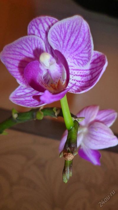 Лот: 5752444. Фото: 1. орхидея мини-фаленопсис. Горшечные растения и комнатные цветы