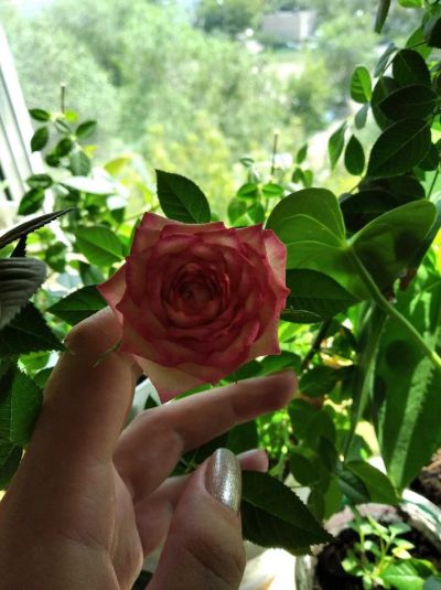 Лот: 17848630. Фото: 1. Роза Карусель. Горшечные растения и комнатные цветы