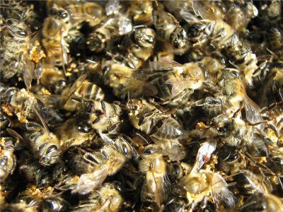 Лот: 5175028. Фото: 1. Подмор пчелиный сухой 3,4 гр... Мёд, продукты пчеловодства
