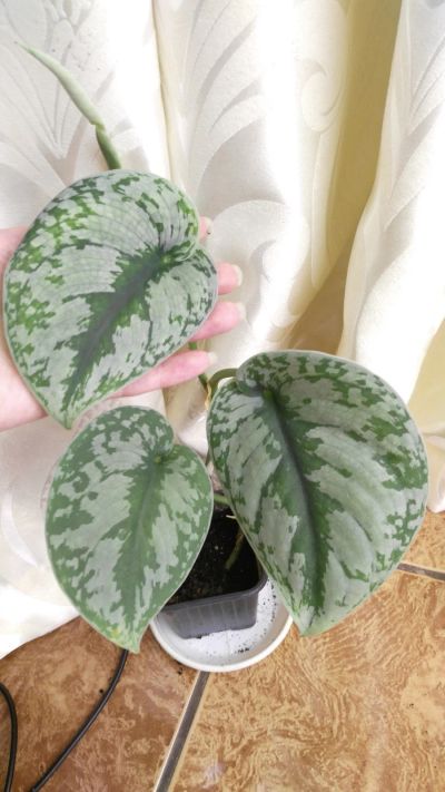 Лот: 15767081. Фото: 1. Сциндапсус pictus крупнолистовой... Горшечные растения и комнатные цветы