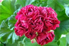 Лот: 4259305. Фото: 1. Пеларгония (герань) Розебудная... Горшечные растения и комнатные цветы
