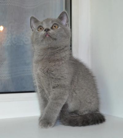 Лот: 4076320. Фото: 1. Шотландские прямоухие плюшки. Кошки, котята